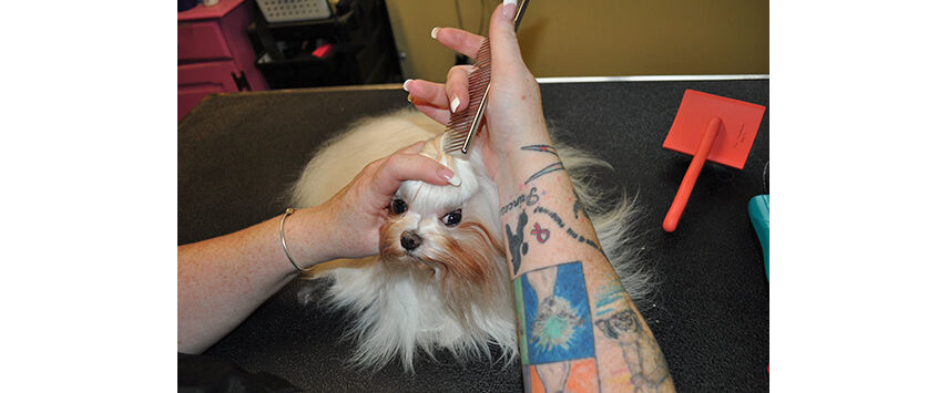 A Maltese in Full Coat